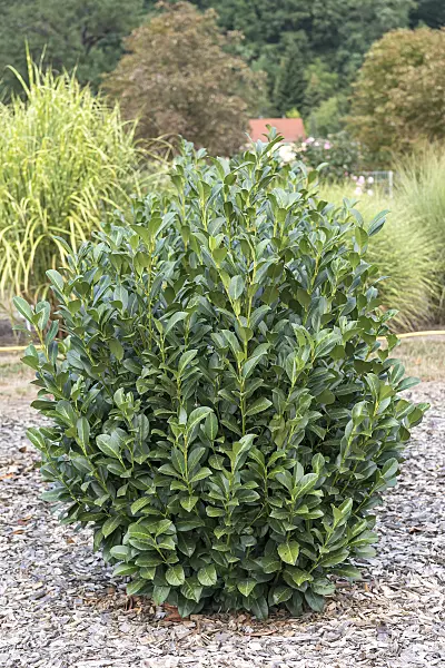 638209 - Cherry laurel (Prunus laurocerasus 'Obelisk')