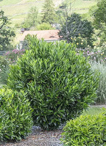 616300 - Cherry laurel (Prunus laurocerasus 'Renault Ace')