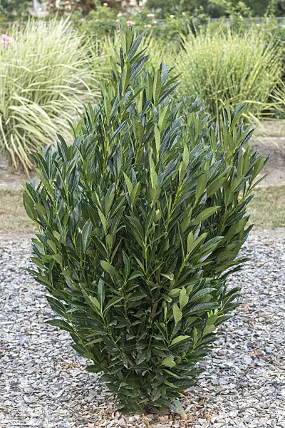 638211 - Cherry laurel (Prunus laurocerasus 'Renault Ace')