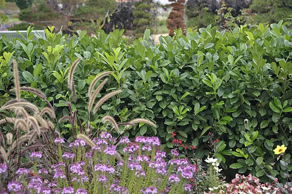 517212 - Cherry laurel (Prunus laurocerasus 'Rotundifolia')