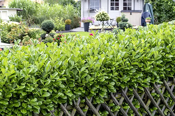 616296 - Cherry laurel (Prunus laurocerasus 'Rotundifolia')