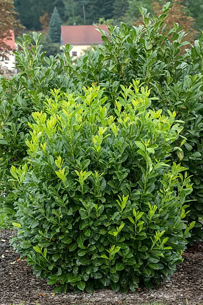 675301 - Cherry laurel (Prunus laurocerasus 'Rotundifolia')