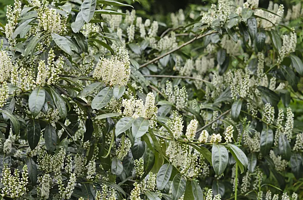 520113 - Cherry laurel (Prunus laurocerasus 'Schipkaensis')