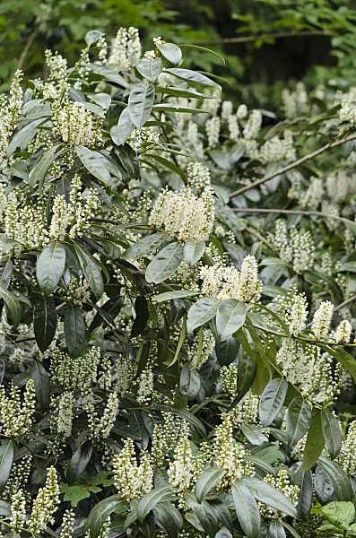 520114 - Cherry laurel (Prunus laurocerasus 'Schipkaensis')