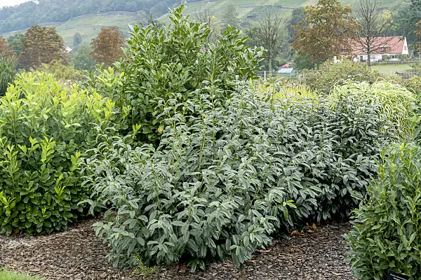 638210 - Cherry laurel (Prunus laurocerasus 'Schipkaensis Macrophylla')