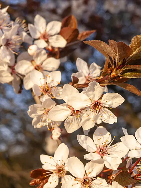 436246 - Cherry plum (Prunus cerasifera)