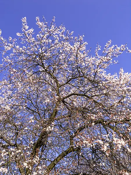 447024 - Cherry plum (Prunus cerasifera)
