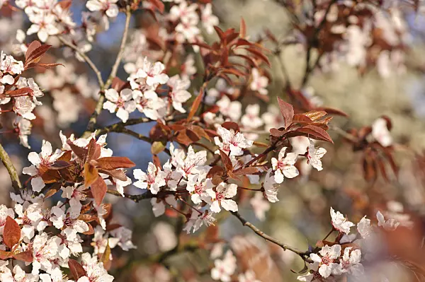 471114 - Cherry plum (Prunus cerasifera)