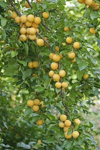 502360 - Cherry plum (Prunus cerasifera)