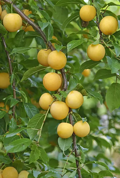 502361 - Cherry plum (Prunus cerasifera)