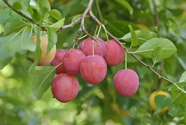 502362 - Cherry plum (Prunus cerasifera)