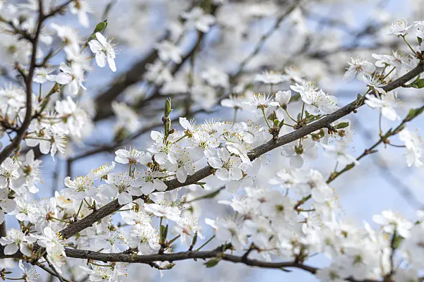 625323 - Cherry plum (Prunus cerasifera)