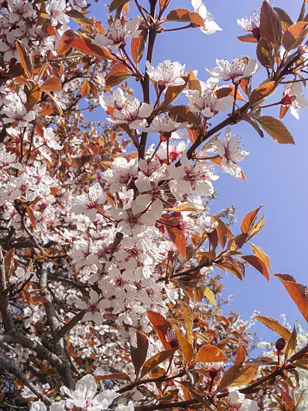 400116 - Cherry plum (Prunus cerasifera 'Atropurpurea')