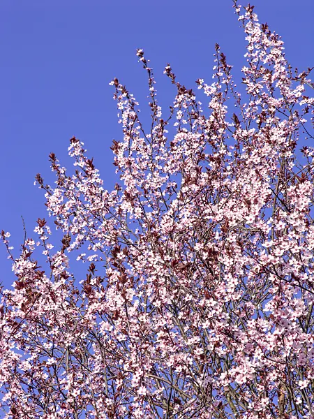 447025 - Cherry plum (Prunus cerasifera 'Nigra')