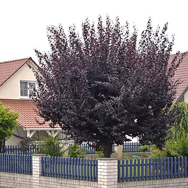 517211 - Cherry plum (Prunus cerasifera 'Nigra')