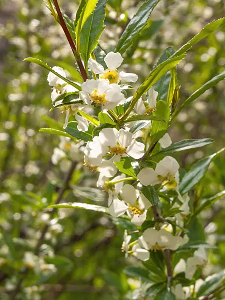 412034 - Cherry prinsepia (Prinsepia sinensis)