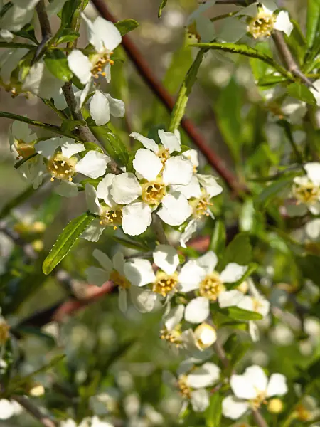 459060 - Cherry prinsepia (Prinsepia sinensis)