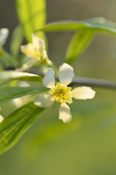 507041 - Cherry prinsepia (Prinsepia sinensis)