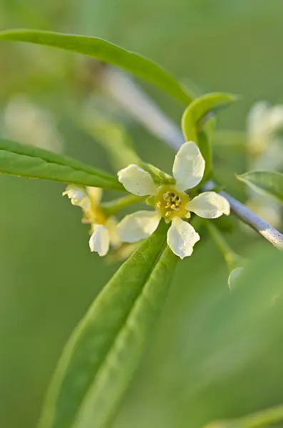 507042 - Cherry prinsepia (Prinsepia sinensis)