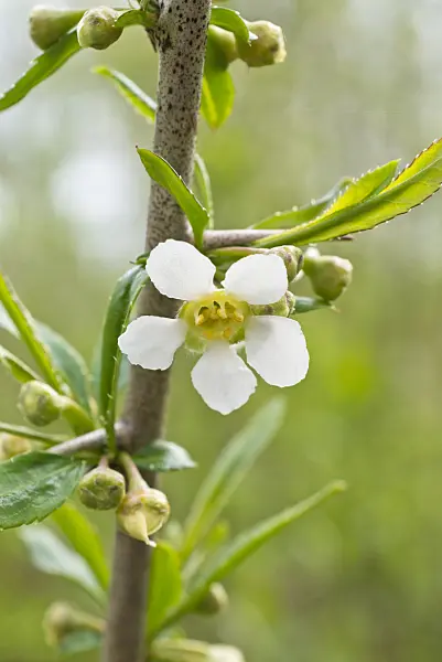 555111 - Cherry prinsepia (Prinsepia sinensis)