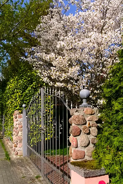 670028 - Cherry (Prunus)