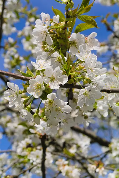 670029 - Cherry (Prunus)