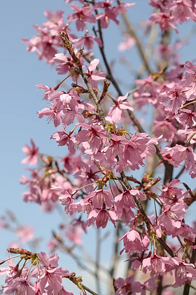 558185 - Cherry (Prunus Collingwood Ingram)