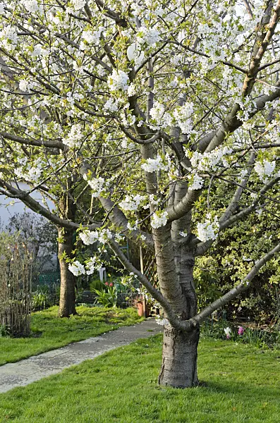 531032 - Cherry (Prunus) in an allotment garden