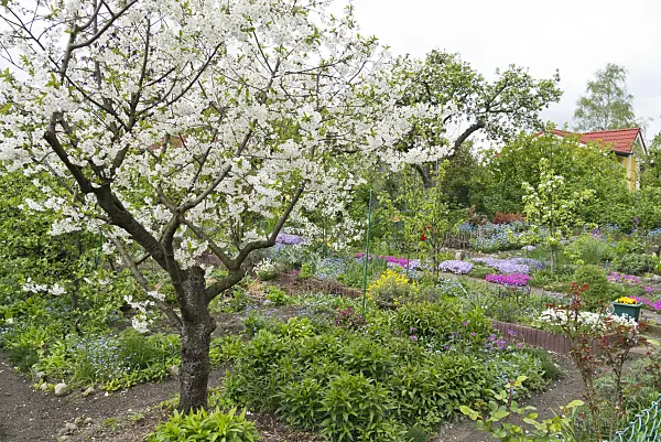 531216 - Cherry (Prunus) in an allotment garden