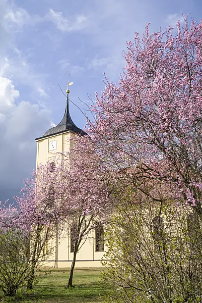 625029 - Cherry (Prunus) in front of a church