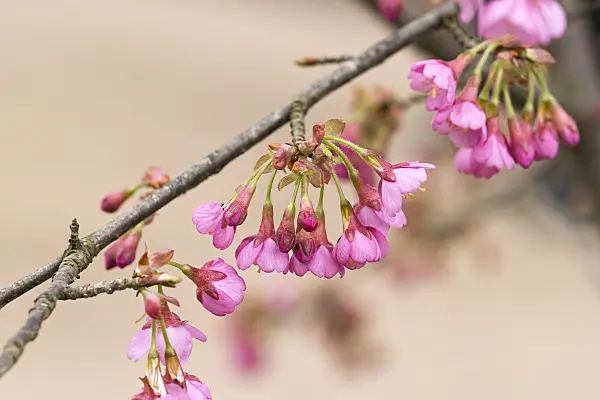 625322 - Cherry (Prunus Kursar)