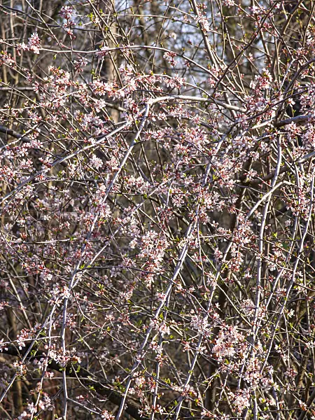 447022 - Cherry (Prunus microcarpa)