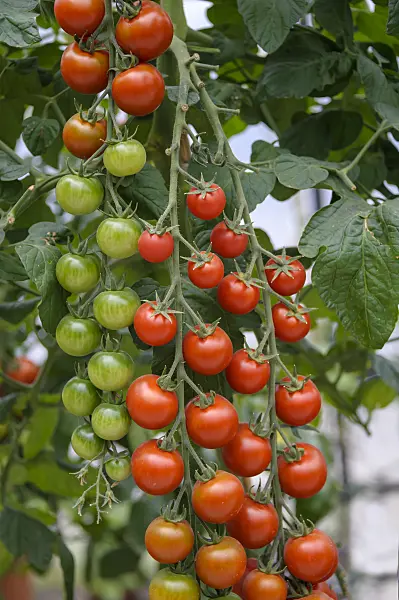 535379 - Cherry tomato (Lycopersicon esculentum 'Picolino')
