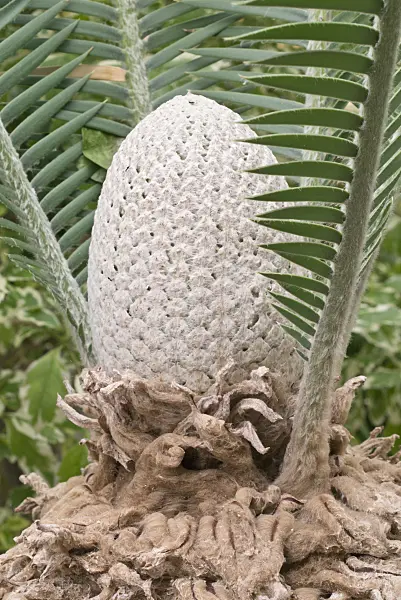 573046 - Chestnut dioon (Dioon edule) with female cone
