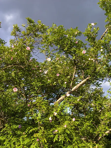 438036 - Chestnut rose (Rosa roxburghii)