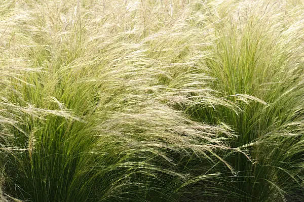475068 - Cheveux d'ange (Nassella tenuissima syn. Stipa tenuissima)