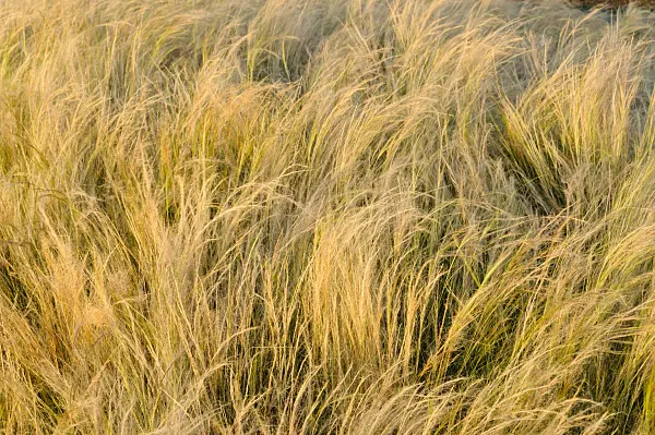 475110 - Cheveux d'ange (Nassella tenuissima syn. Stipa tenuissima)