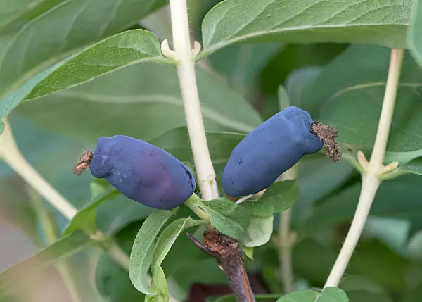 664234 - Chèvrefeuille bleu (Lonicera caerulea 'Gordost Bakczara')