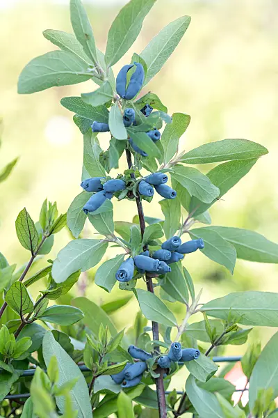 664235 - Chèvrefeuille bleu (Lonicera caerulea 'Morena')