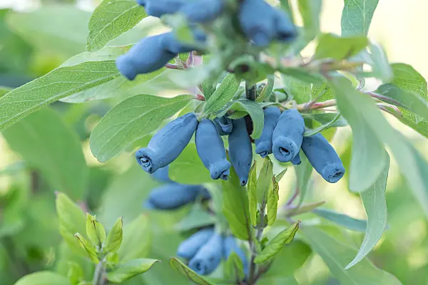 664236 - Chèvrefeuille bleu (Lonicera caerulea 'Morena')