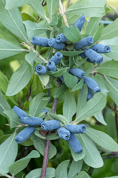 664238 - Chèvrefeuille bleu (Lonicera caerulea 'Morena')