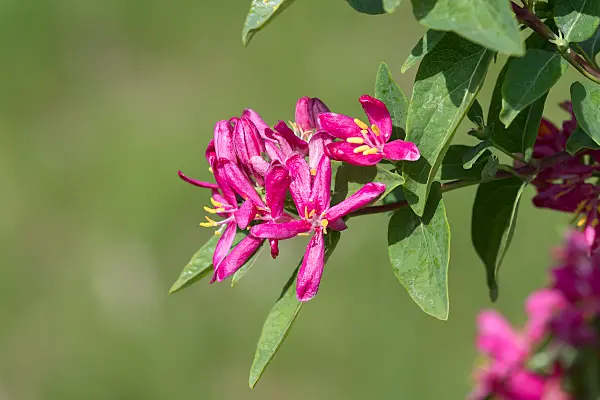 664239 - Chèvrefeuille de Tartarie (Lonicera tatarica 'Hack's Red')