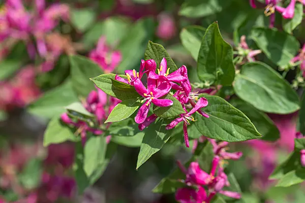 664240 - Chèvrefeuille de Tartarie (Lonicera tatarica 'Hack's Red')