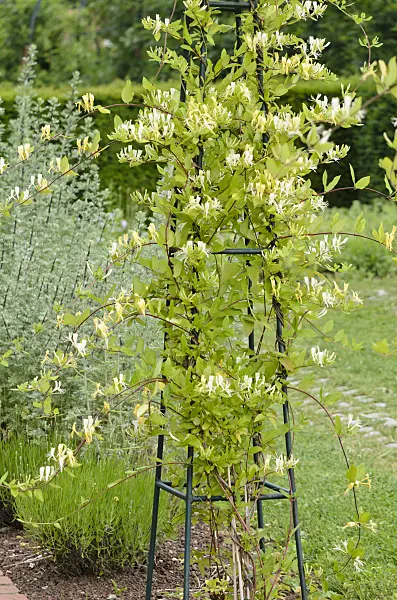 521234 - Chèvrefeuille des bois (Lonicera periclymenum 'Graham Thomas')
