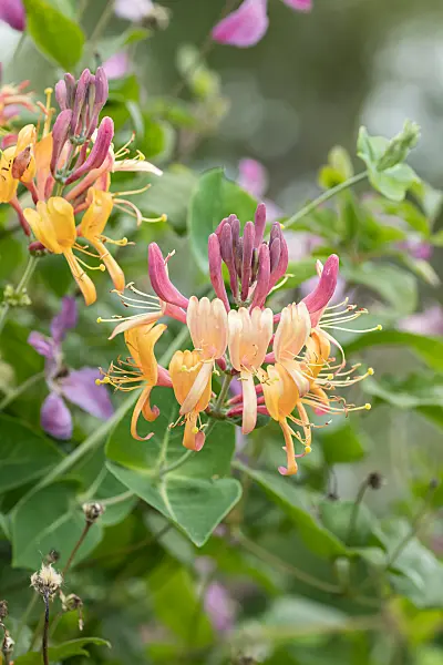 664241 - Chèvrefeuille (Lonicera x heckrottii 'Goldflame')