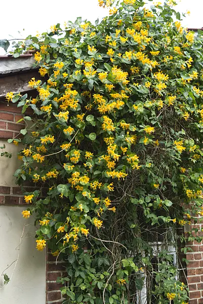 545118 - Chèvrefeuille (Lonicera x tellmanniana)