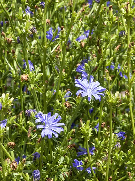 450013 - Chicory (Cichorium intybus)