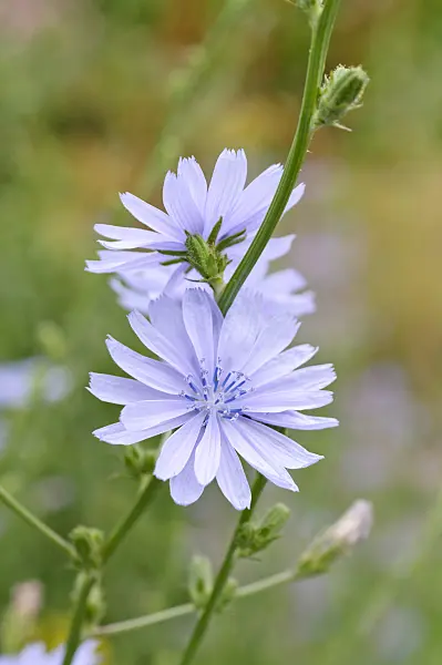 486065 - Chicory (Cichorium intybus)