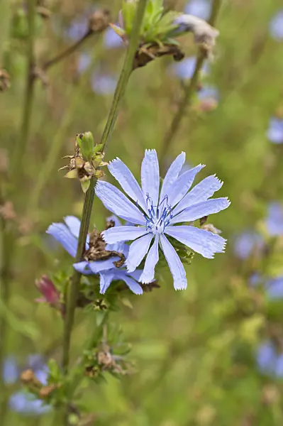 511251 - Chicory (Cichorium intybus)