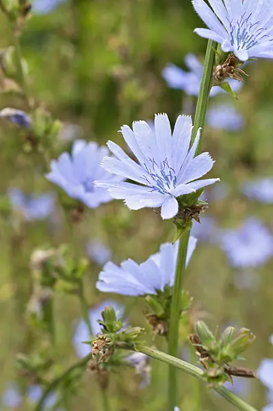 511252 - Chicory (Cichorium intybus)